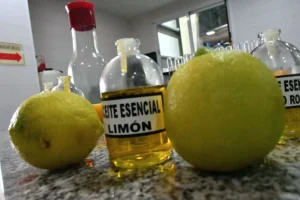 La cosecha del limón impulsa exportaciones millonarias en Corrientes